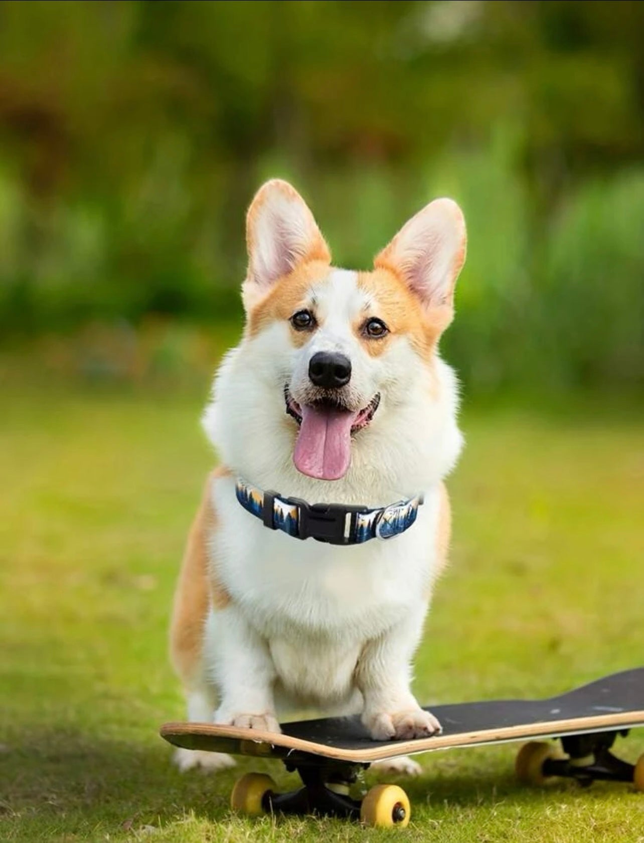 Sunset Tree’s Dog Collar